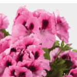 różowa pelargonia
