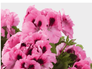 różowa pelargonia