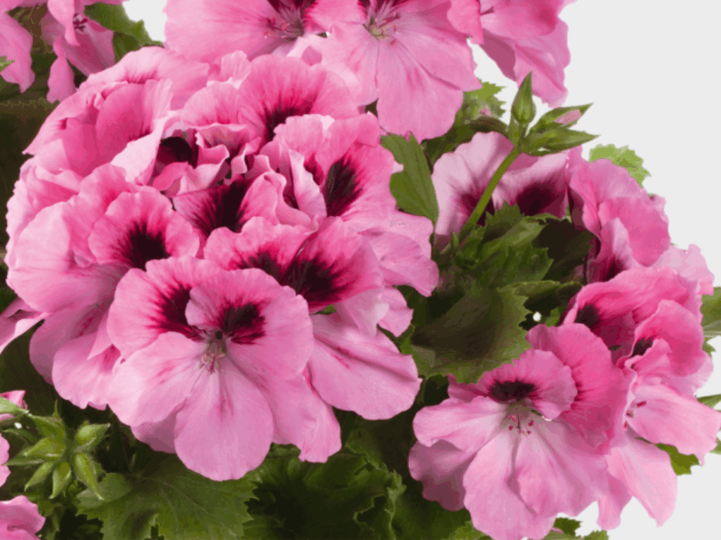 różowa pelargonia