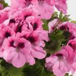 różowa pelargonia