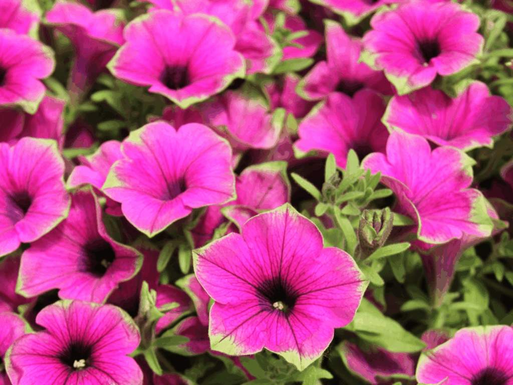 petunia