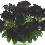 czarna petunia