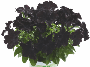 czarna petunia