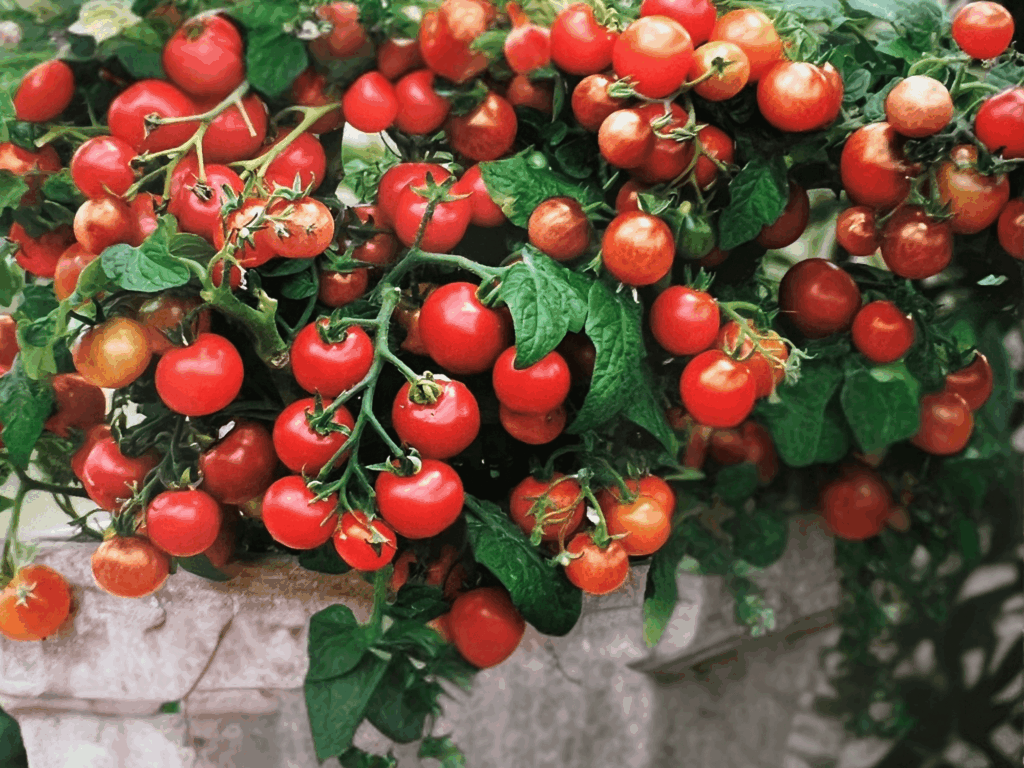 pomidor Balconi Red