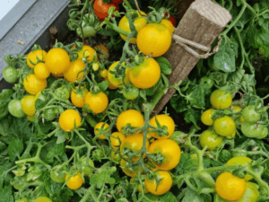 pomidor Balconi Yellow