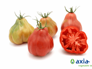 pomidor w kształcie gruszki