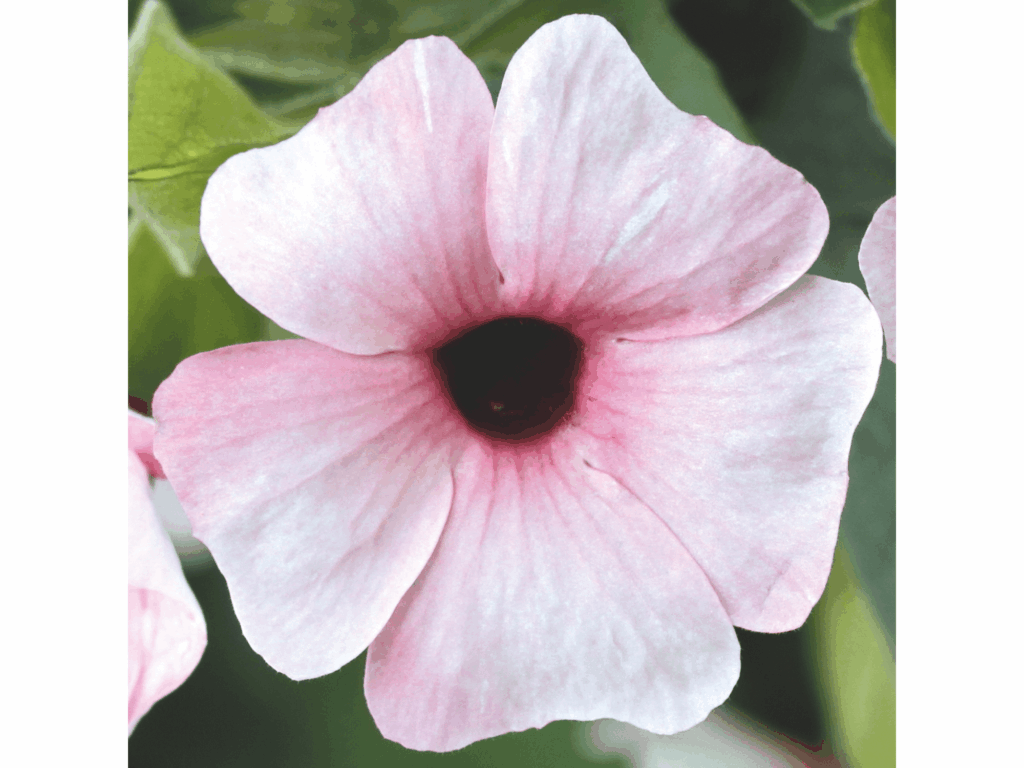 tunbergia