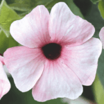 tunbergia