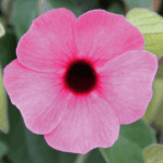 tunbergia