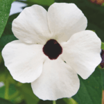 tunbergia
