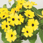 tunbergia