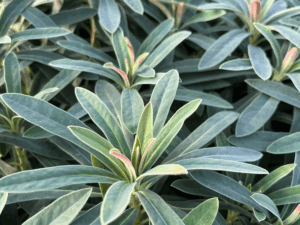 Wilczomlecz Galaxy glow (2) (1)