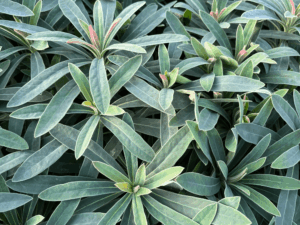 Wilczomlecz Galaxy glow (3) (1)