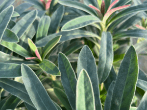 Wilczomlecz Galaxy glow (4)