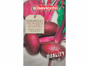 burak ćwikłowy nasiona