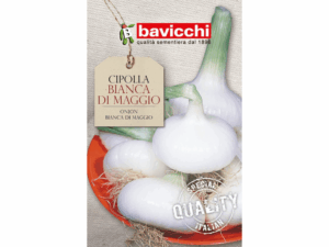 biała cebula nasiona