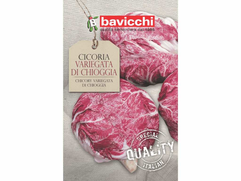 cykoria czerwona nasiona