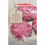 cykoria czerwona nasiona