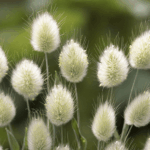 Dmuszek jajowaty 'Bunny Tails' (2)