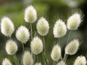 Dmuszek jajowaty 'Bunny Tails' sadzonka P9 trawa ozdobna