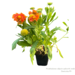 Gaillardia Gusto Orange Zest