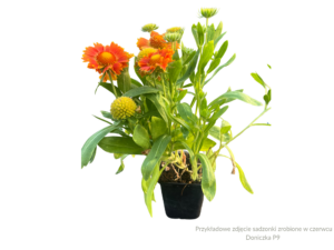 Gaillardia Gusto Orange Zest