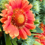 Gaillardia Gusto Orange Zest (1)