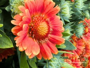 Gaillardia Gusto Orange Zest (1)
