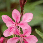 gaura