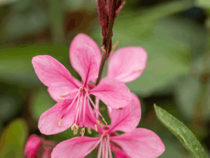 gaura