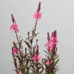 gaura