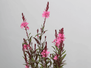 gaura