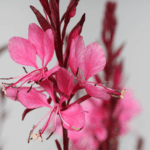 gaura