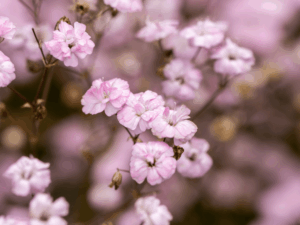 Gipsówka 'Rosenschleier' (2) (1)