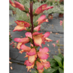 naparstnica
