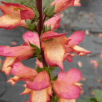 naparstnica