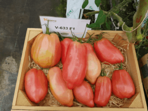 pomidory