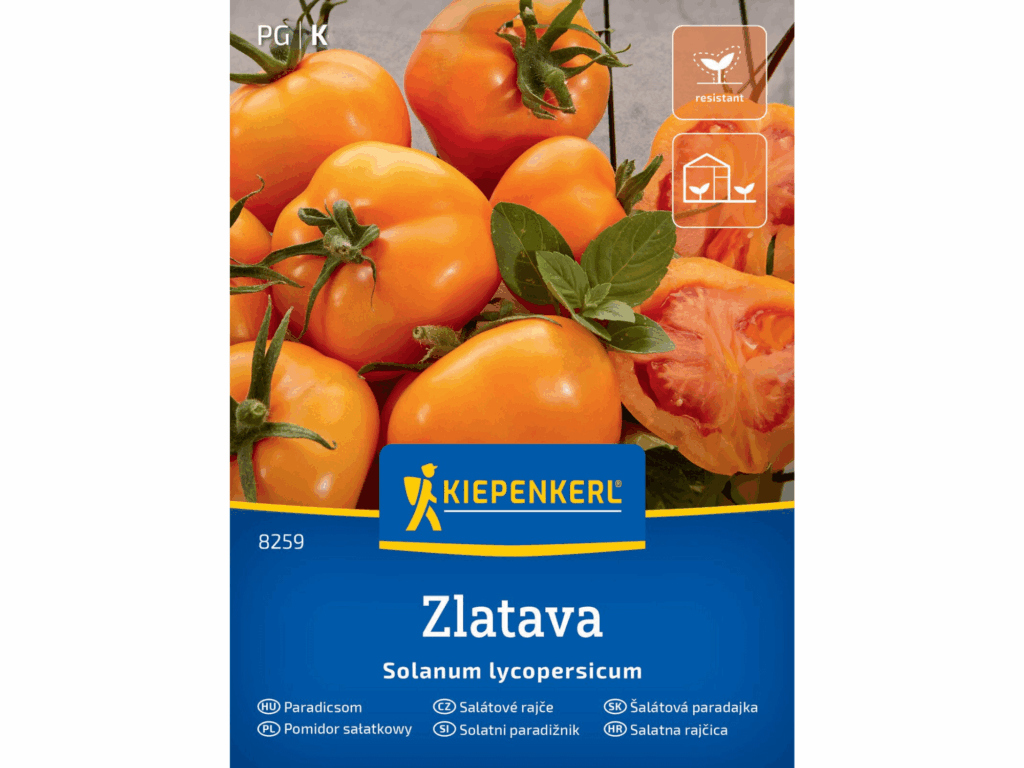 Pomidor sałatkowy 'Zlatava’ pomarańczowy nasiona Kiepenkerl