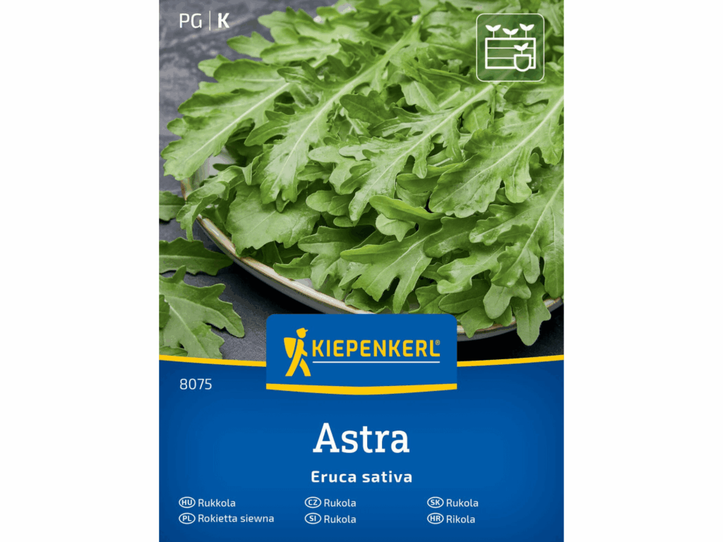 Rukola 'Astra’ Rokietta siewna nasiona Kiepenkerl