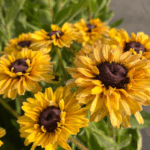 _Rudbeckia 'Flamenco vanilla ' (1)