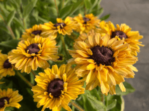 _Rudbeckia 'Flamenco vanilla ' (1)