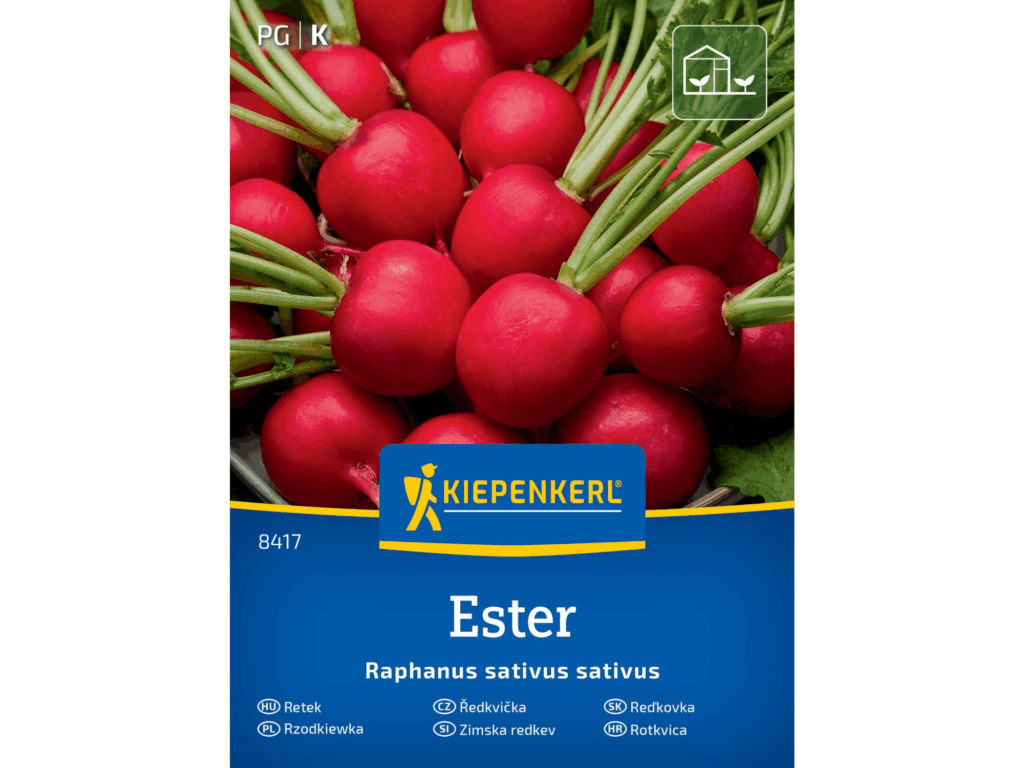 Rzodkiewka 'Ester’ F1 nasiona Kiepenkerl