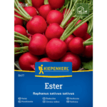 Rzodkiewka Ester