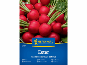 Rzodkiewka 'Ester' F1 nasiona Kiepenkerl
