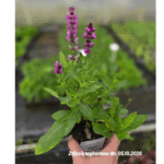 Szałwia ' Pink Rianne''