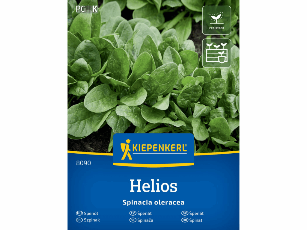 Szpinak 'Helios’ F1 nasiona Kiepenkerl