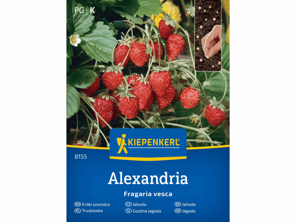 Truskawka 'Alexandria’ nasiona Kiepenkerl