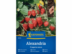 Truskawka 'Alexandria' nasiona Kiepenkerl