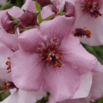 Dziewanna 'Rosie' (3) (1)