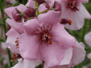 Dziewanna 'Rosie' (3) (1)